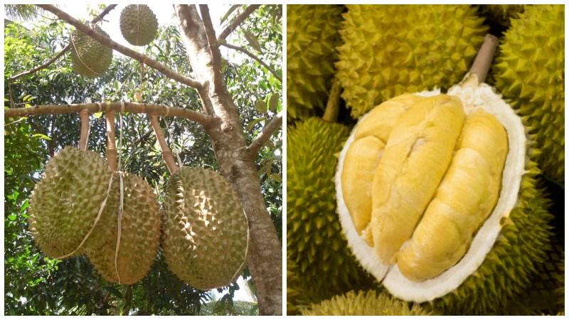 Sầu riêng Dona được thị trường xuất khẩu ưa chuộng