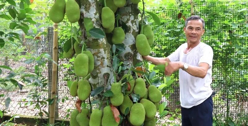 Mô hình VAC kết hợp trồng rừng giúp nông dân Quảng Ngãi bỏ túi tiền tỷ Mô hình VAC kết hợp trồng rừng giúp nông dân Quảng Ngãi bỏ túi tiền tỷ