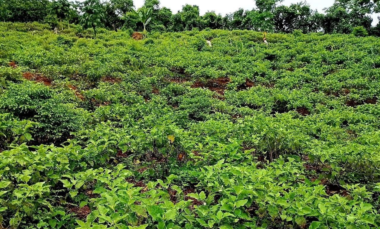 Cà ngọt Khe Ngậu đạt chuẩn OCOP 3 sao vẫn loay hoay tìm đầu ra mùa thu hoạch