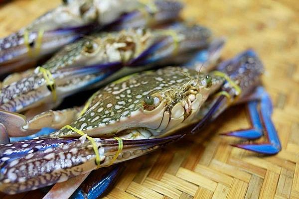 Xuất khẩu ghẹ sang Mỹ bứt phá ngoạn mục trong nửa đầu năm 2026 Xuất khẩu ghẹ sang Mỹ bứt phá ngoạn mục trong nửa đầu năm 2026