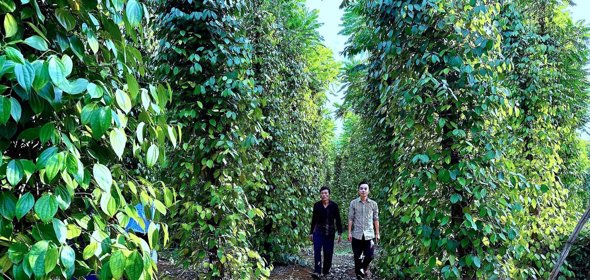 Nâng tầm thương hiệu hồ tiêu Cồn Tiên qua chuỗi liên kết bền vững