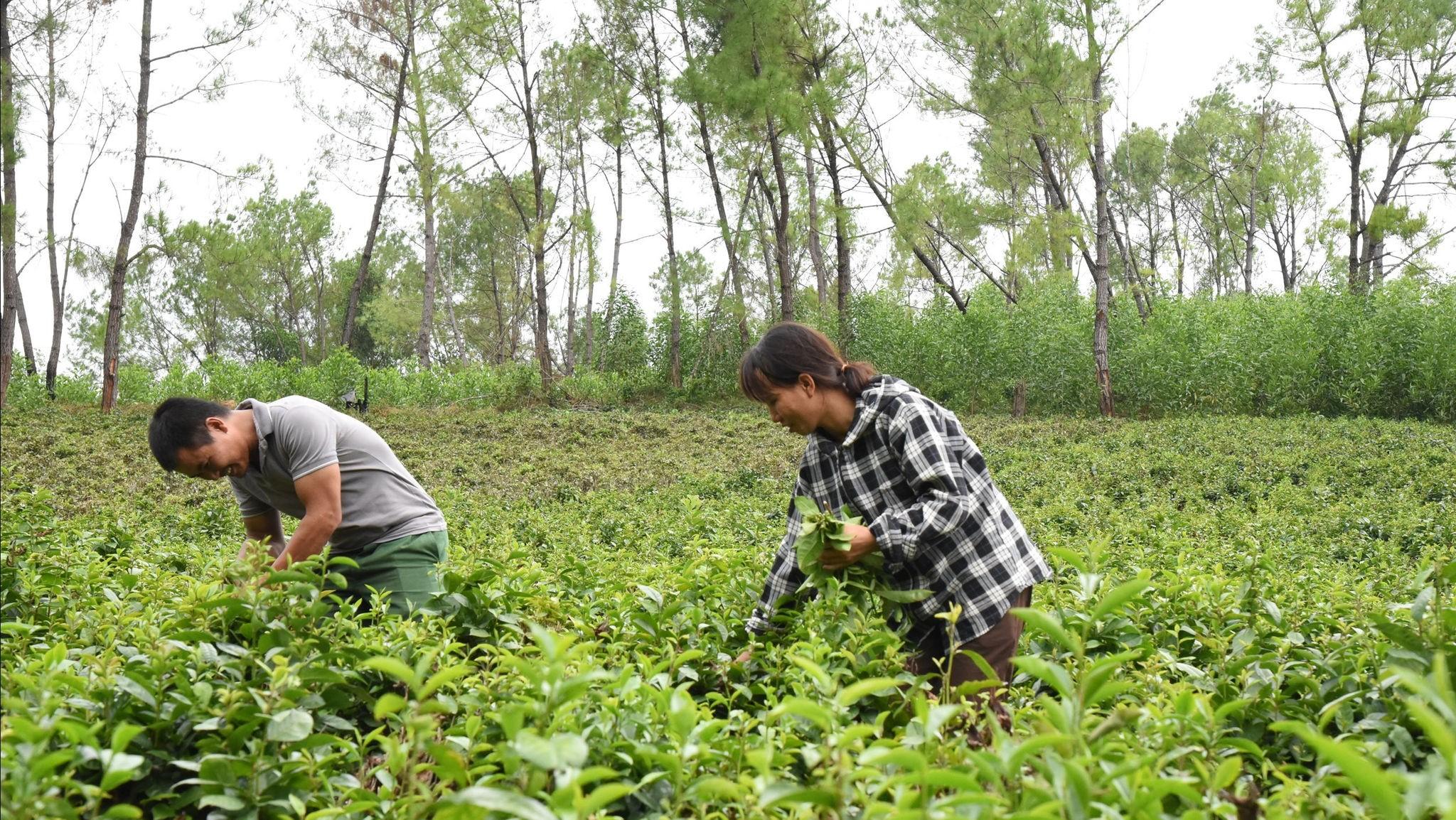 Đánh thức tiềm năng thương hiệu của "đệ nhất chè xanh" Thống Nhất tại xứ Nghệ
