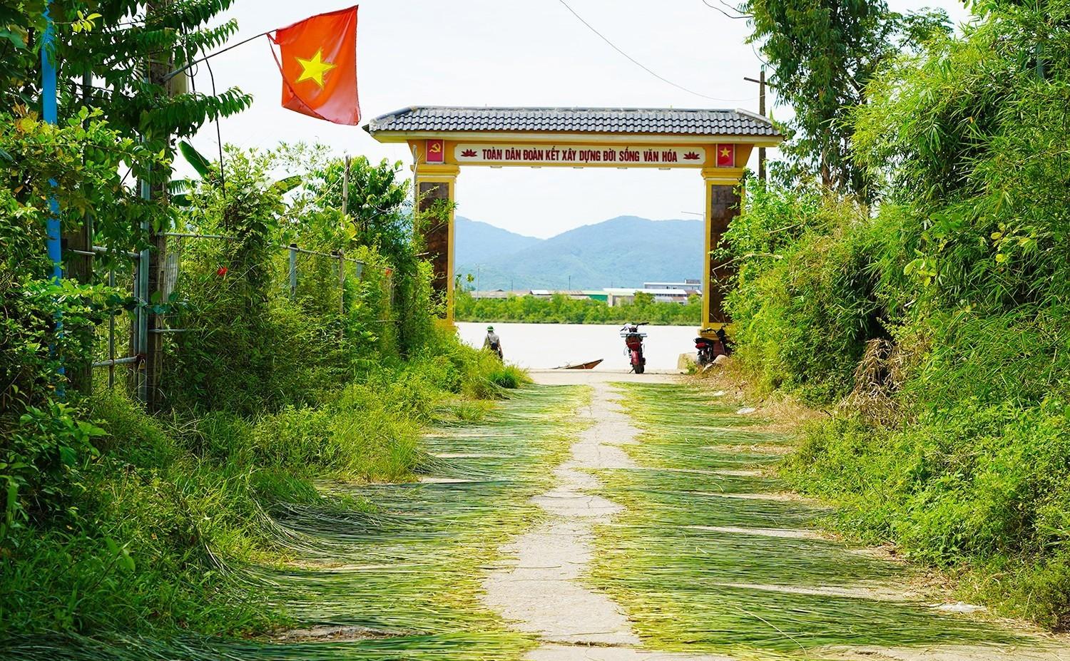 Rộn ràng mùa thu hoạch cói ở "ốc đảo" Hồng Lam
