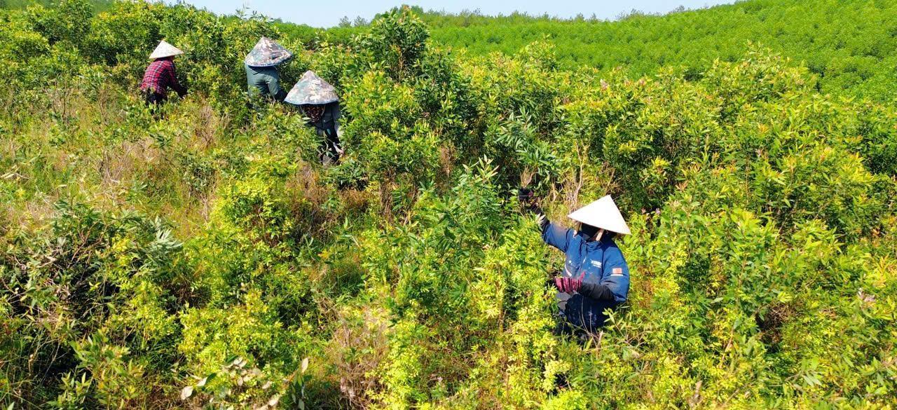 Sức bật của dầu tràm Tân Mỹ: Từ nỗ lực giữ nghề truyền thống đến thương hiệu OCOP 3 sao Sức bật của dầu tràm Tân Mỹ: Từ nỗ lực giữ nghề truyền thống đến thương hiệu OCOP 3 sao