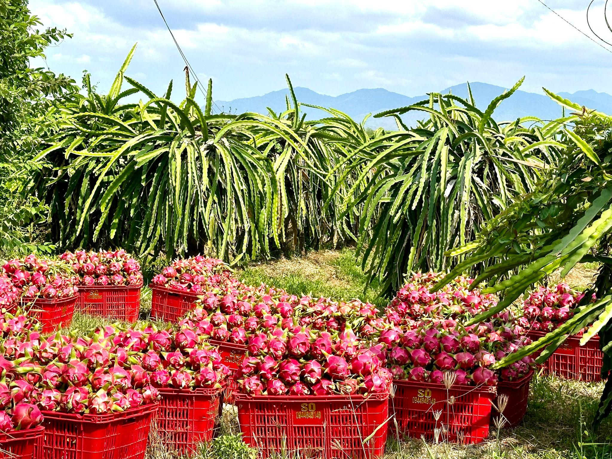 Từ bỏ thói quen tham trái, nhà vườn Lâm Đồng tập trung nâng cao chất lượng thanh long Từ bỏ thói quen tham trái, nhà vườn Lâm Đồng tập trung nâng cao chất lượng thanh long