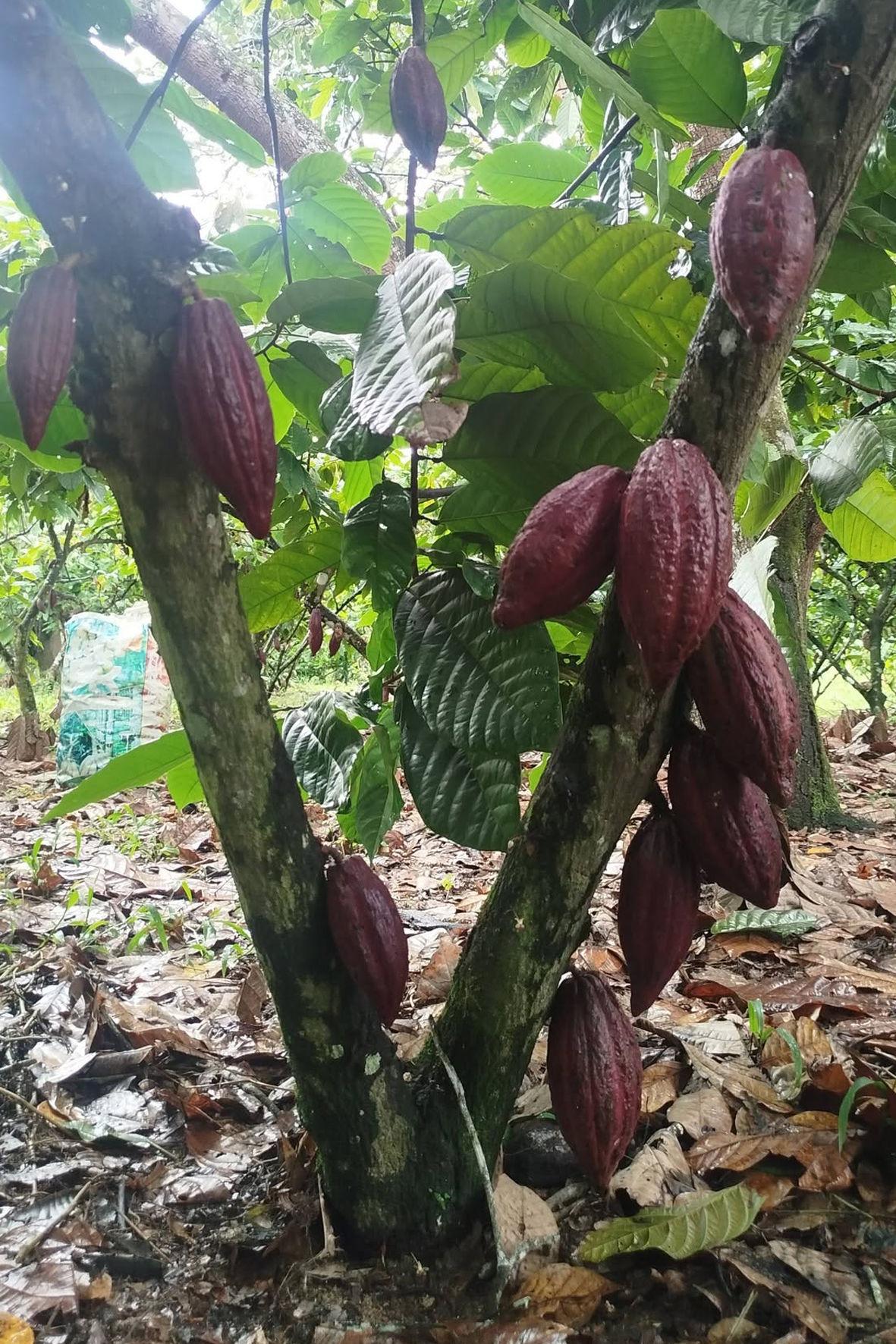 Mô hình trồng ca cao xen canh tại Cát Tiên: Nhân đôi giá trị trên một diện tích đất Mô hình trồng ca cao xen canh tại Cát Tiên: Nhân đôi giá trị trên một diện tích đất