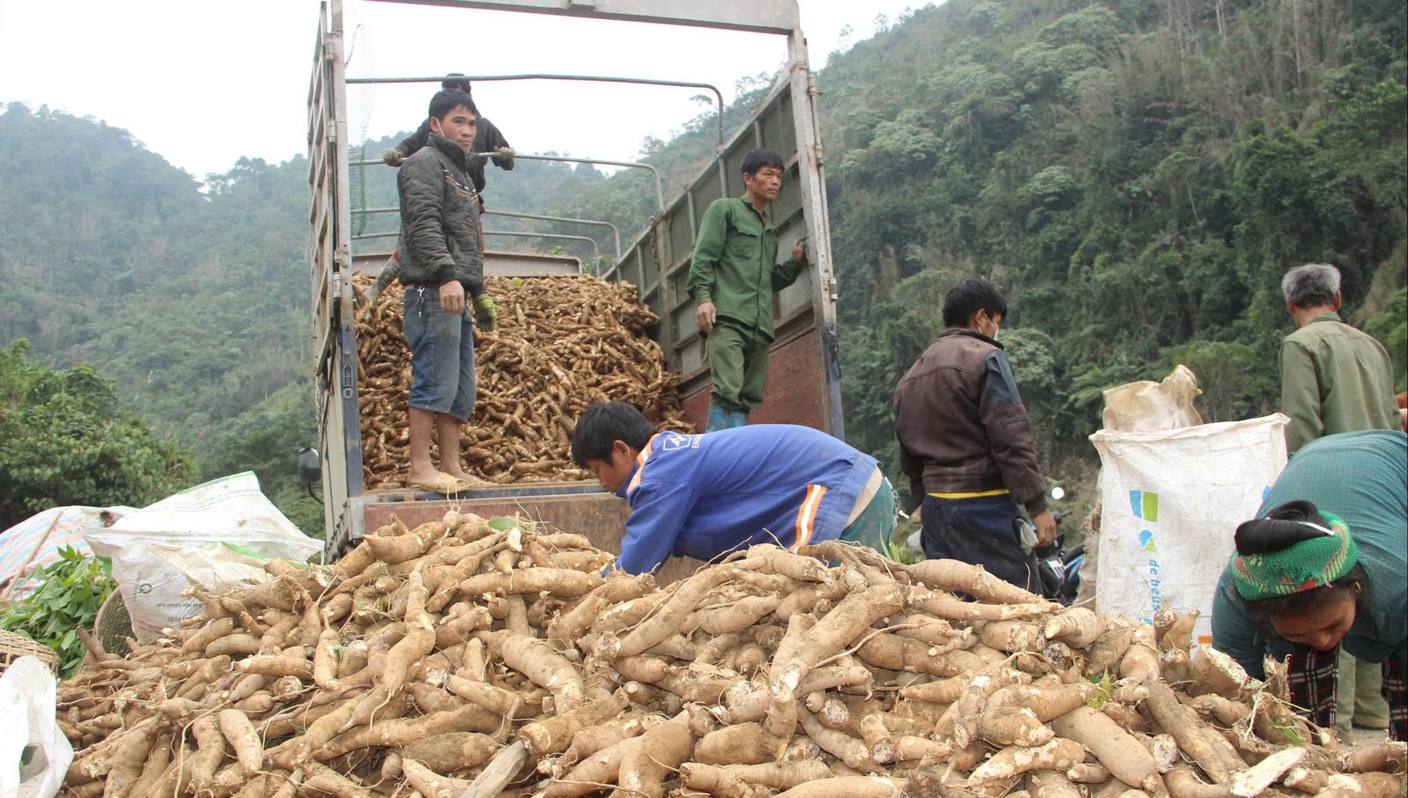 Phát triển chuỗi giá trị sắn nguyên liệu tại Nghệ An định hướng đến năm 2030 Phát triển chuỗi giá trị sắn nguyên liệu tại Nghệ An định hướng đến năm 2030