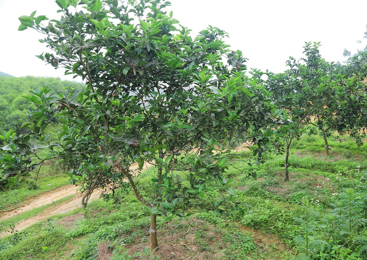 Nâng tầm giá trị và thương hiệu cam Mai Hoa qua mô hình canh tác hữu cơ