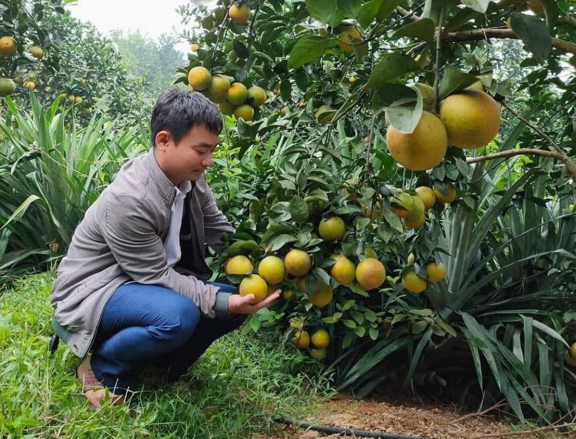 Hà Tĩnh chuyển đổi vùng cam theo hướng hữu cơ
