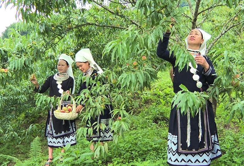Phát huy lợi thế bản địa để phát triển đào tiên Bản Mạch Phát huy lợi thế bản địa để phát triển đào tiên Bản Mạch