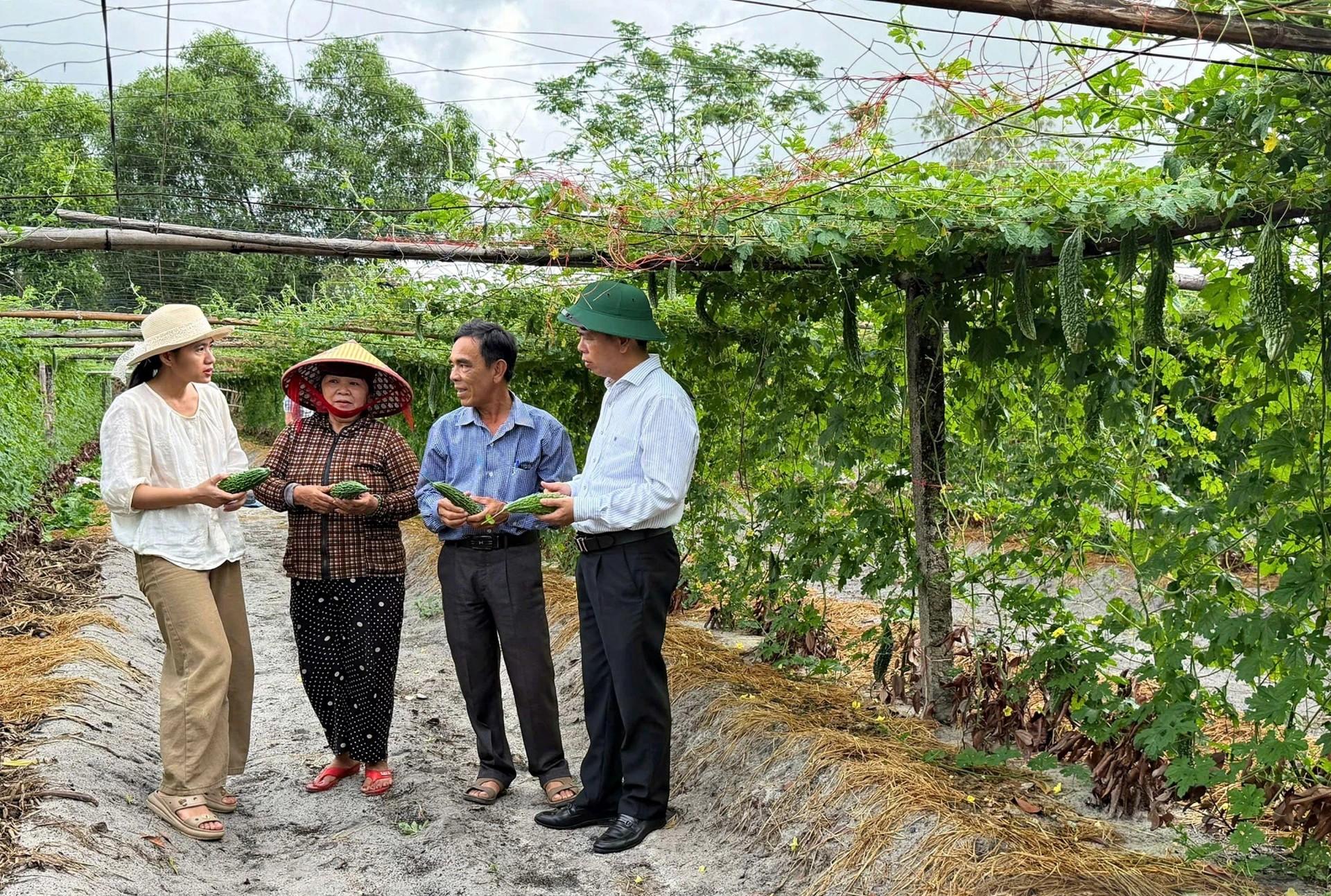 Biến đất cát thành "vàng" nhờ mô hình canh tác mướp đắng trái vụ an toàn Biến đất cát thành "vàng" nhờ mô hình canh tác mướp đắng trái vụ an toàn