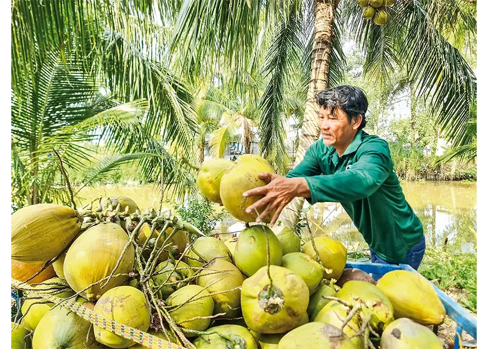 Giải pháp chiến lược để ngành dừa phát triển bền vững
