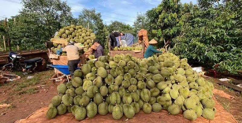 Tăng tốc cấp mã số vùng trồng và cơ sở đóng gói nông sản tại Gia Lai Tăng tốc cấp mã số vùng trồng và cơ sở đóng gói nông sản tại Gia Lai