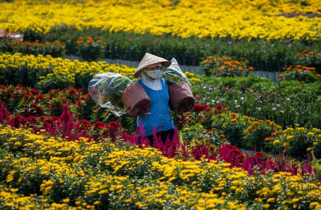 Thị trường hoa Tết Bính Ngọ 2026: Khi cung và cầu cùng “hạ nhịp”