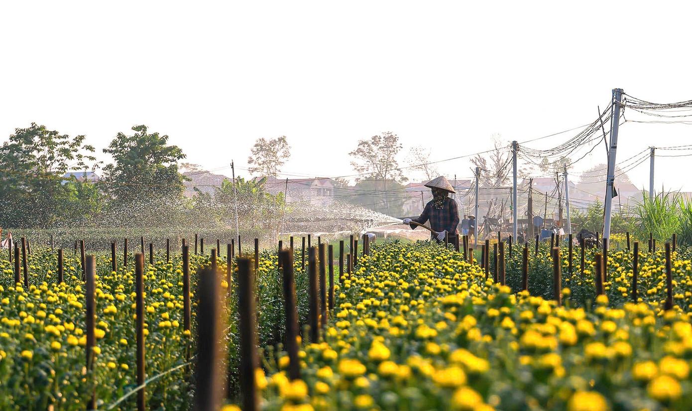 Sắc vàng cúc kim cương phủ kín làng hoa ngày giáp Tết