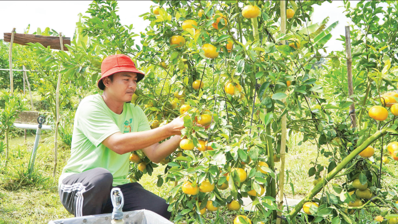 Đồng Tháp đa dạng nguồn cung trái cây đặc sản phục vụ thị trường tết