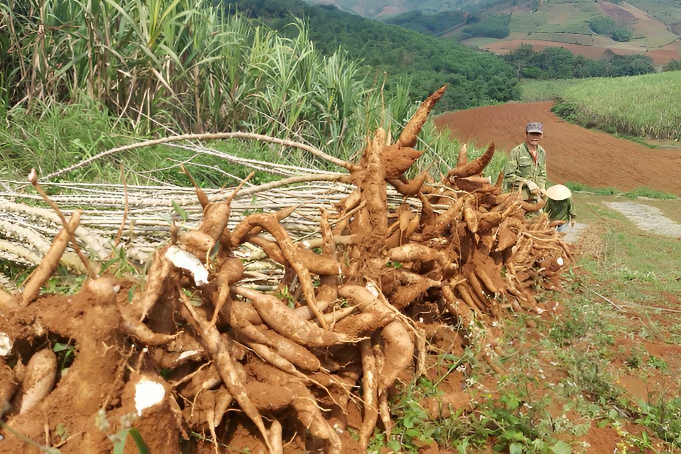 Khi truy xuất nguồn gốc bị siết chặt, ngành sắn Việt Nam ứng phó ra sao?