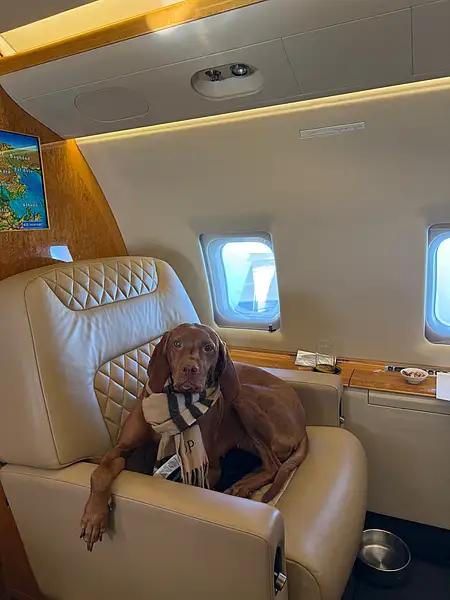 Đại gia thuê hẳn chuyên cơ chở thú cưng thoát khỏi Dubai