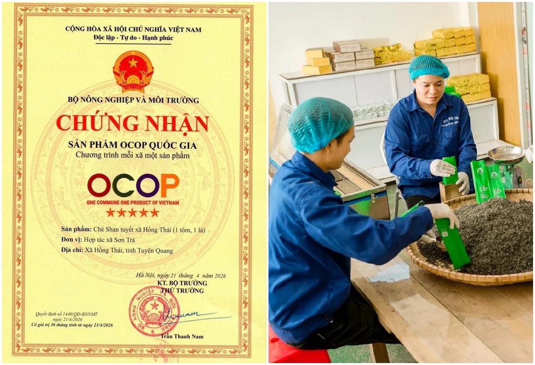 Chè Shan tuyết Hồng Thái đạt OCOP 5 sao, giá 7,5 triệu đồng/kg