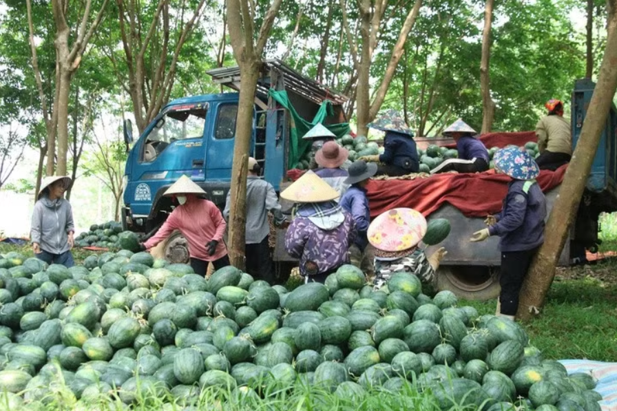 Dưa hấu Quảng Trị rớt giá sâu: Được mùa nhưng nông dân lỗ nặng