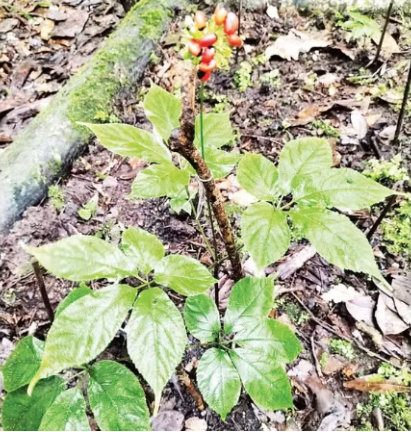 Sâm Ngọc Linh bén rễ núi Hòn Bà ở Khánh Hòa