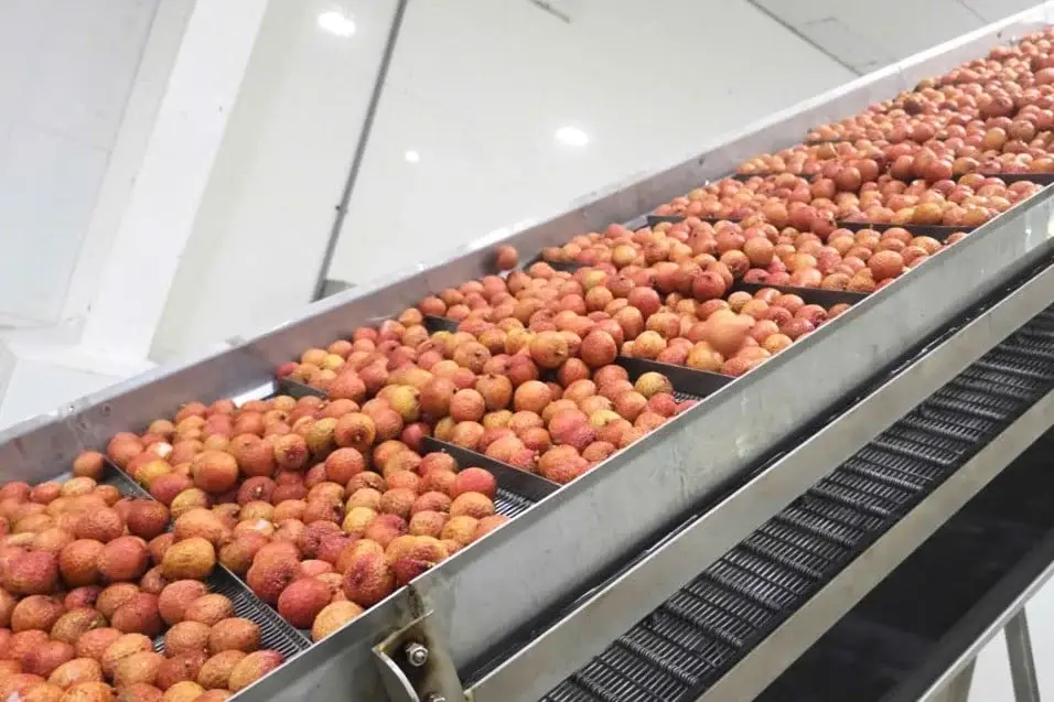 Bắc Ninh “giữ từng chùm quả”: Nỗ lực cứu sản lượng vải thiều trong vụ mất mùa