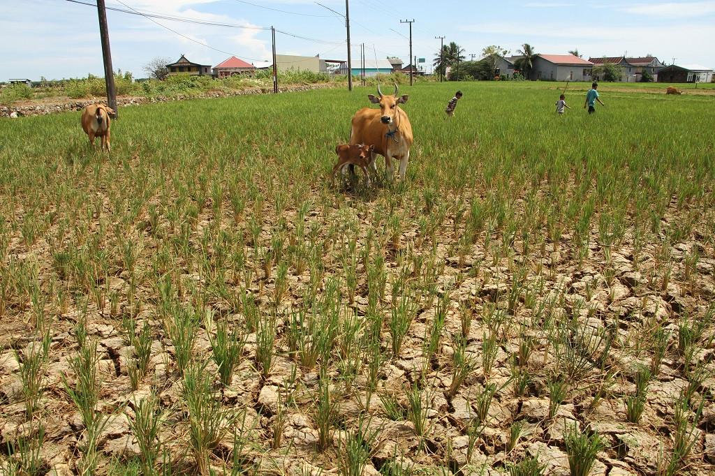 Nền kinh tế số 1 Đông Nam Á tự tin đủ gạo dùng trong 6 tháng tới, chống chọi nguy cơ thảm họa El Nino