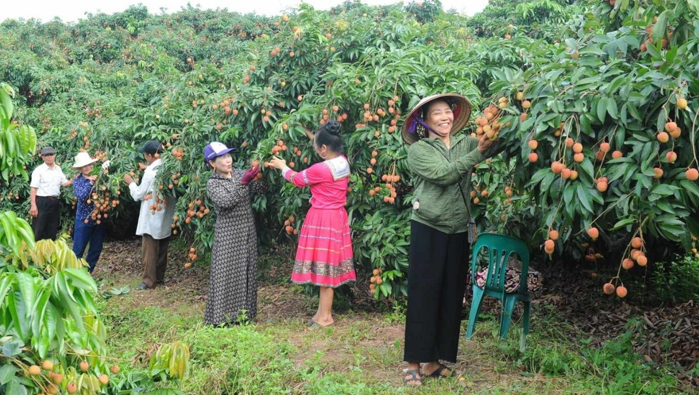 Giá vải tăng cao, nhiều nhà vườn vẫn thấp thỏm vì mất mùa
