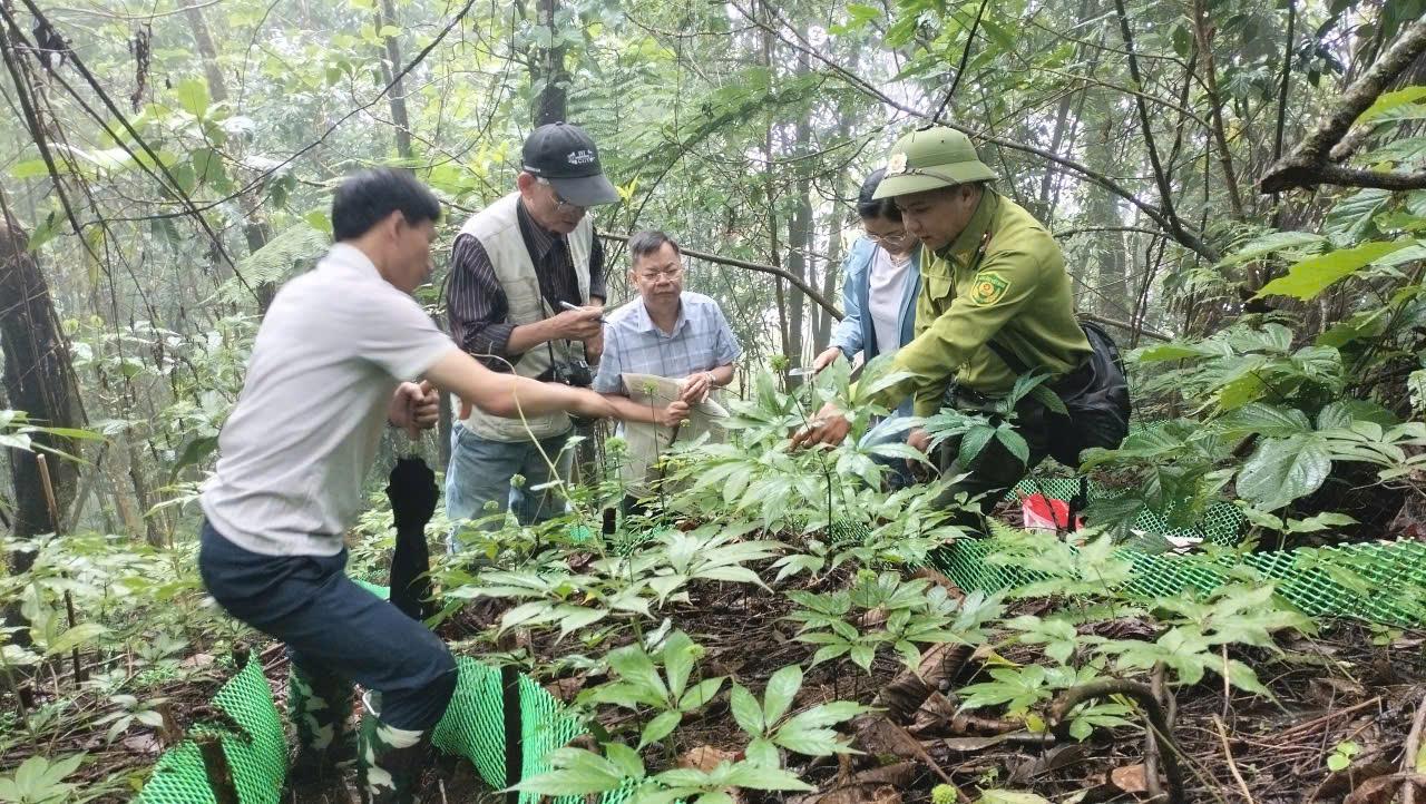 Khoa học công nghệ và chuyển đổi số - Chìa khóa đưa Sâm Lai Châu trở thành sản phẩm dược liệu quốc gia