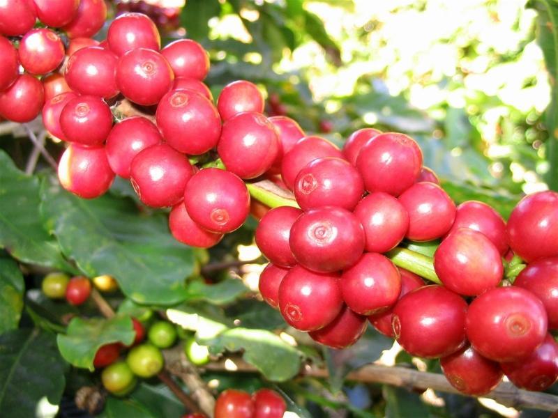 Canh tác bền vững nâng chất lượng hạt cà phê robusta