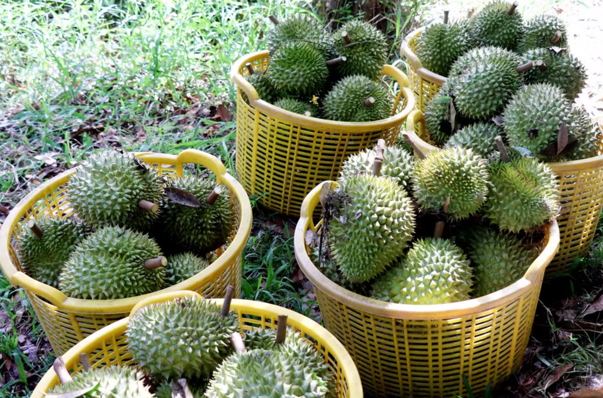 Thời tiết cực đoan tạo sức ép lên ngành hàng sầu riêng
