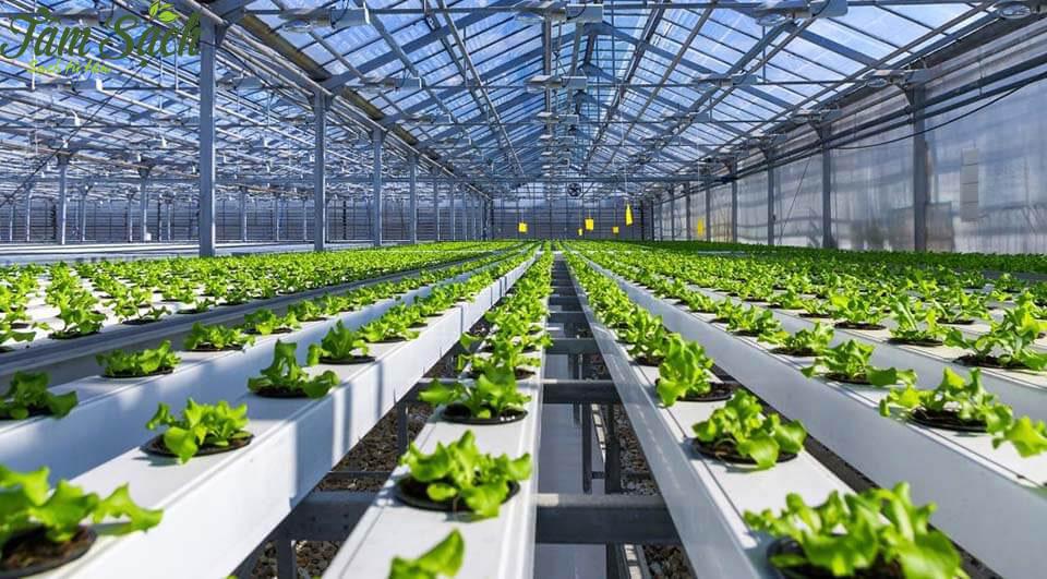 Gỡ rào cản tiêu chuẩn đưa rau an toàn đến gần hơn với nông hộ nhỏ Gỡ rào cản tiêu chuẩn đưa rau an toàn đến gần hơn với nông hộ nhỏ
