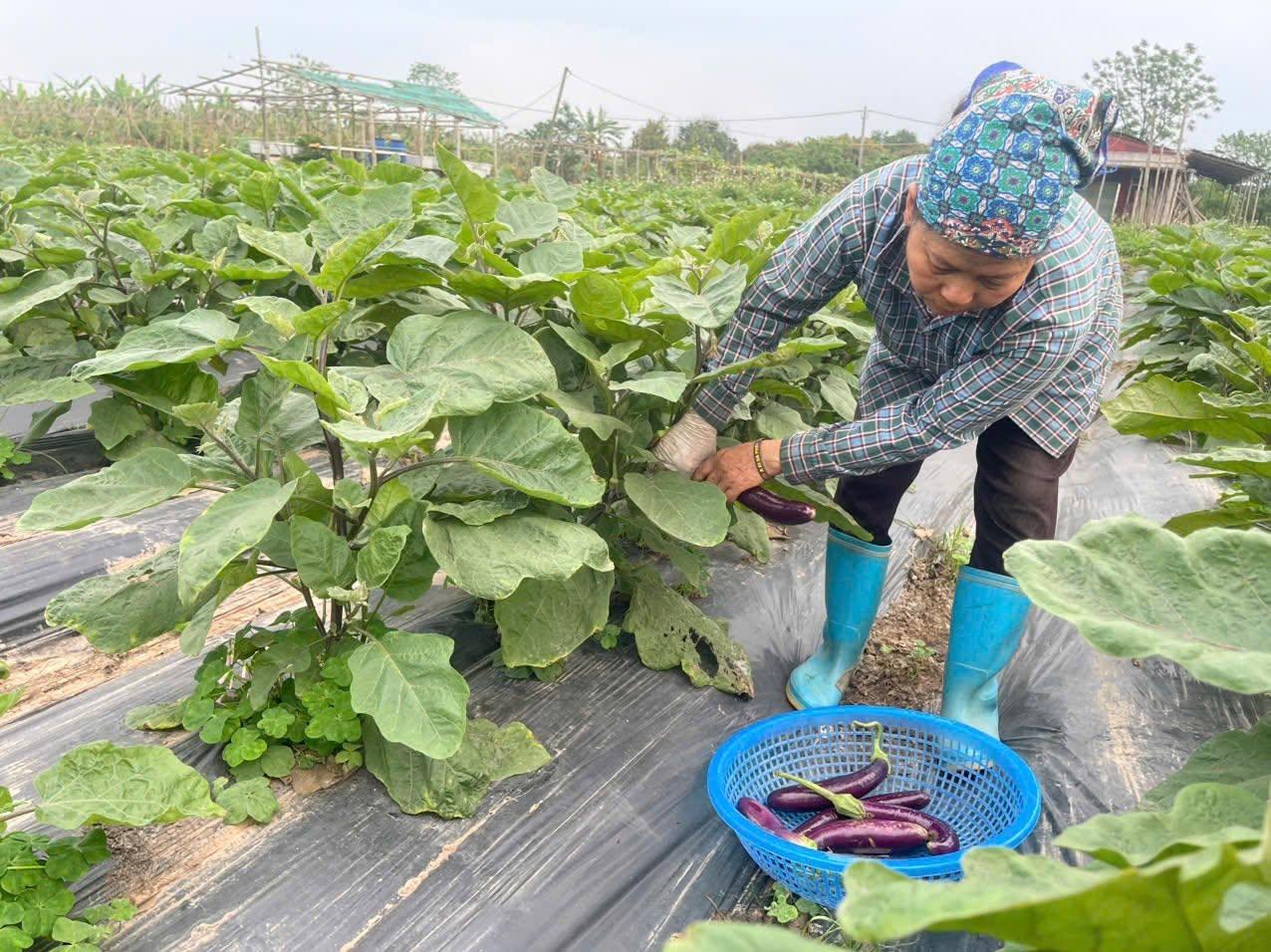 Truy xuất nguồn gốc nâng sức cạnh tranh cho nông sản Thủ đô