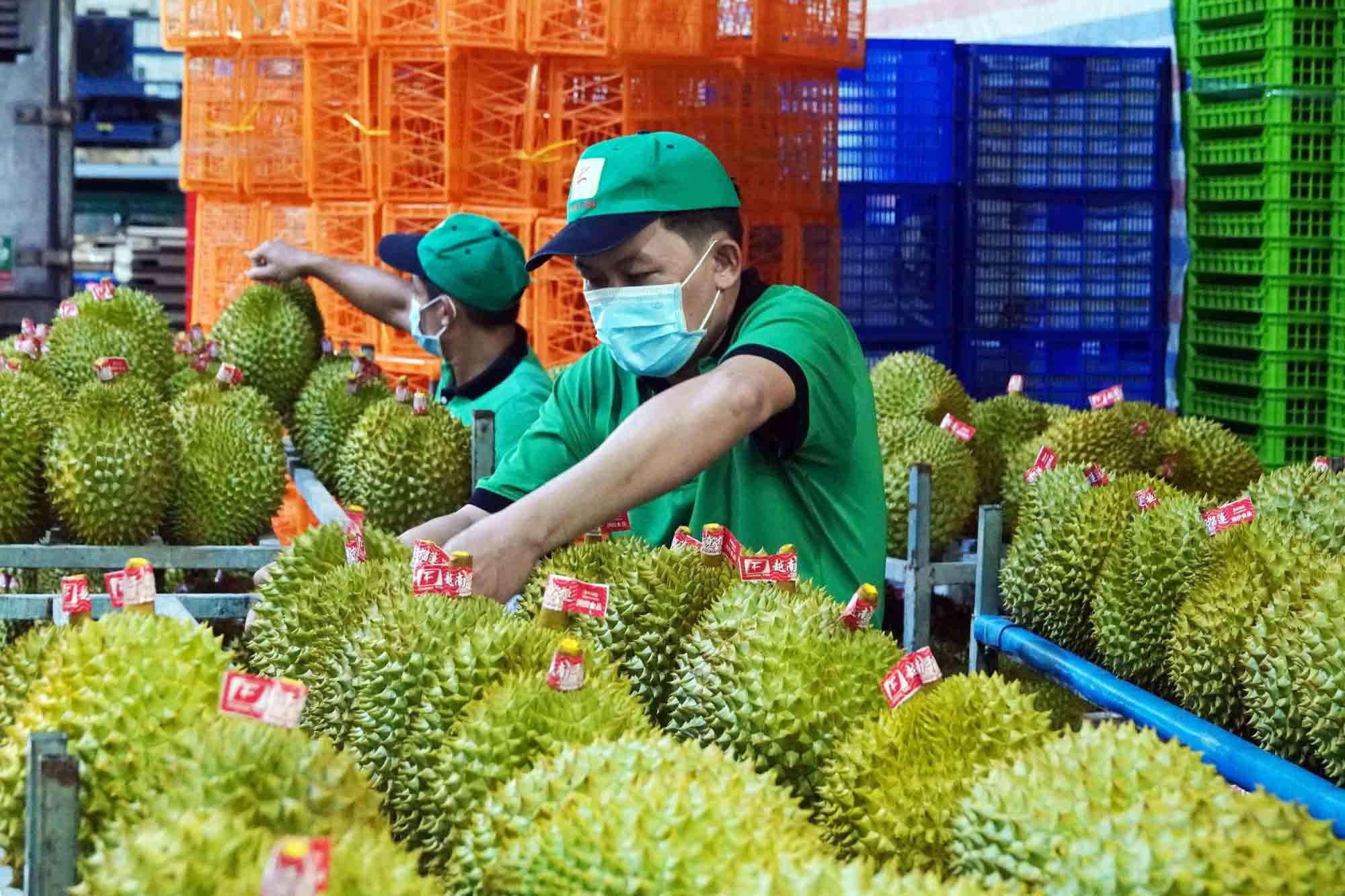 Một quốc gia chi gần 2 tỷ USD mua sầu riêng Việt Nam, gần như bao trọn tổng kim ngạch xuất khẩu