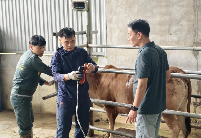 Phát triển bò H’Mông thành “Hanwoo Việt Nam”, hướng tới thương hiệu quốc gia Phát triển bò H’Mông thành “Hanwoo Việt Nam”, hướng tới thương hiệu quốc gia