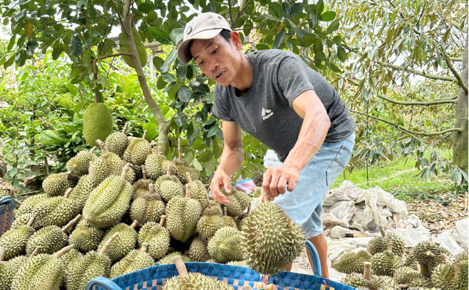 Giá sầu riêng lao dốc, nông dân lo vụ mùa thất thu