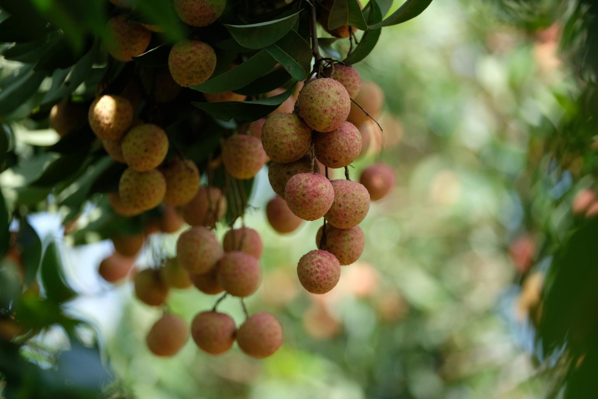 Vải thiều Bắc Ninh hút khách trước ngày thu hoạch chính vụ