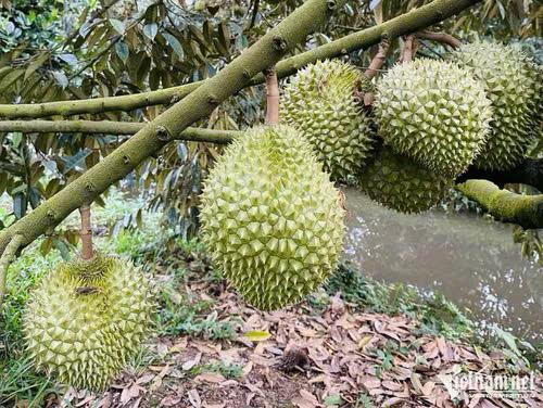 Khởi tố, bắt tạm giam Thứ trưởng Hoàng Trung: Hé lộ lỗ hổng quản lý mã số vùng trồng sầu riêng