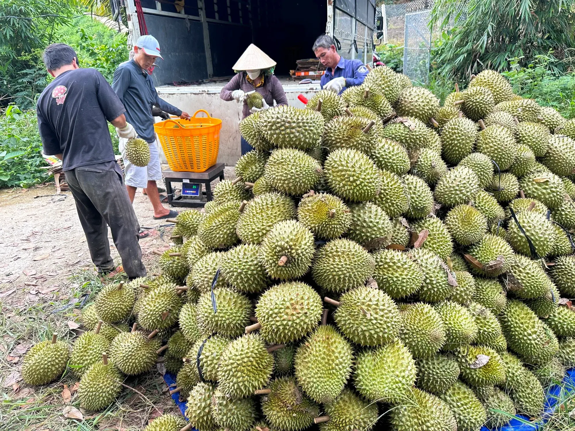 Vì sao người trồng sầu riêng vẫn khó chủ động đầu ra?