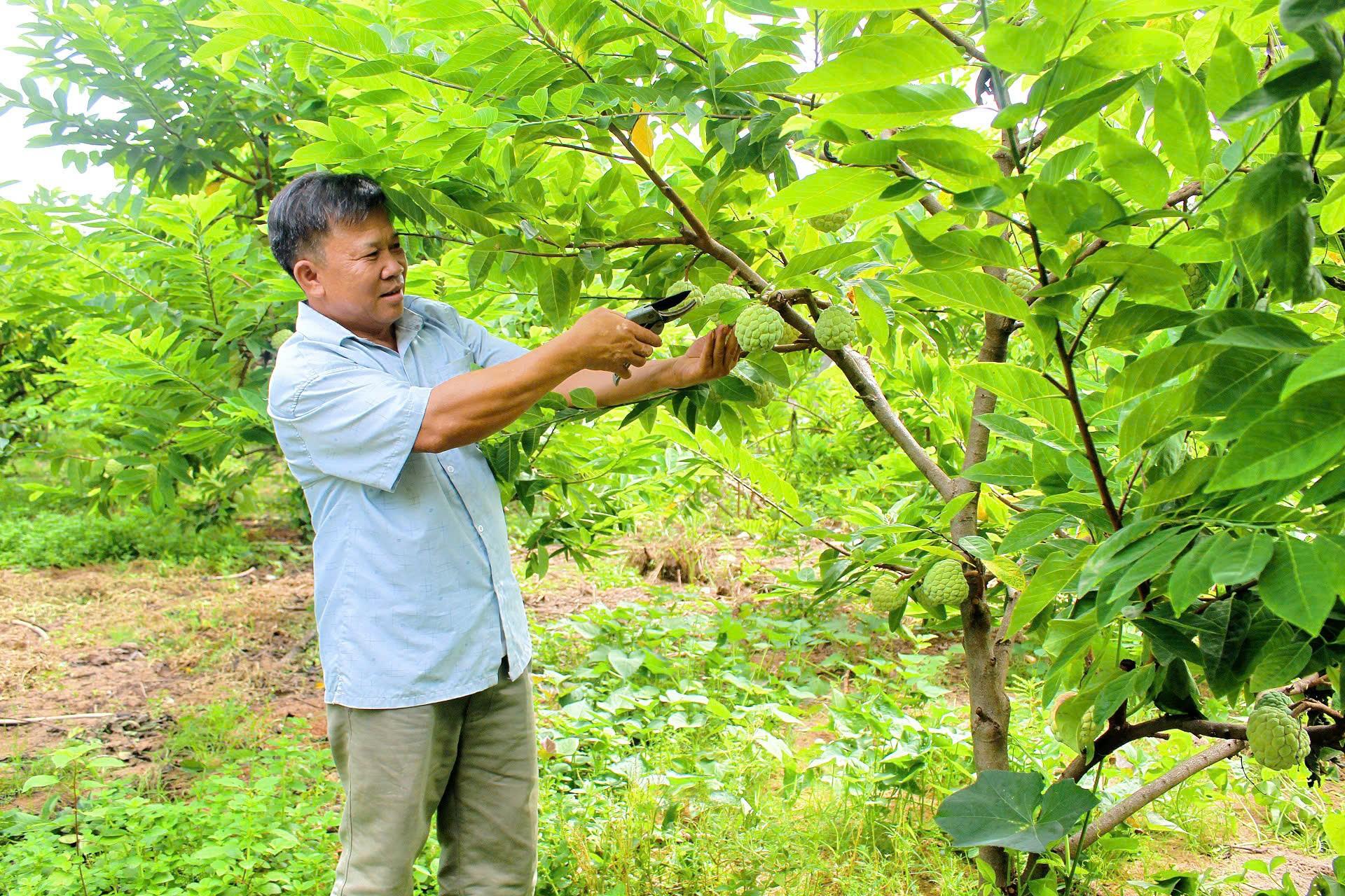 Xây dựng thương hiệu cho đặc sản na dai Bồ Lý