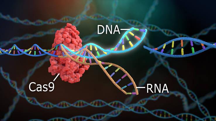 CRISPR mở triển vọng điều trị cholesterol cao bằng một lần can thiệp CRISPR mở triển vọng điều trị cholesterol cao bằng một lần can thiệp