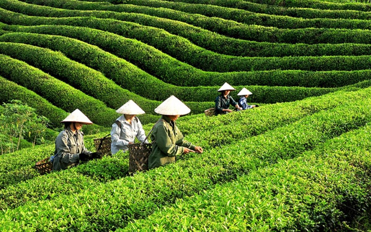 Xuất khẩu chè đối mặt nhiều thách thức tại các thị trường truyền thống Xuất khẩu chè đối mặt nhiều thách thức tại các thị trường truyền thống