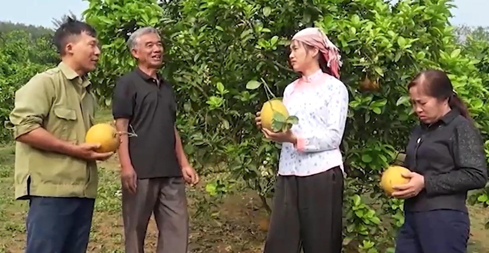 Nâng tầm bưởi Múc Bảo Thắng đạt chuẩn OCOP 3 sao