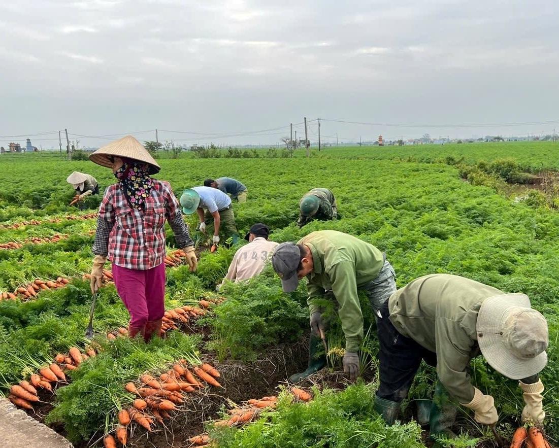 Hành trình cà rốt Hải Phòng vươn ra thị trường xuất khẩu quốc tế Hành trình cà rốt Hải Phòng vươn ra thị trường xuất khẩu quốc tế