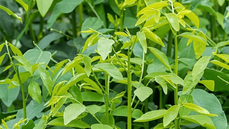 Nông dân Cần Thơ thu 300 triệu đồng/năm nhờ trồng rau ngót luân canh