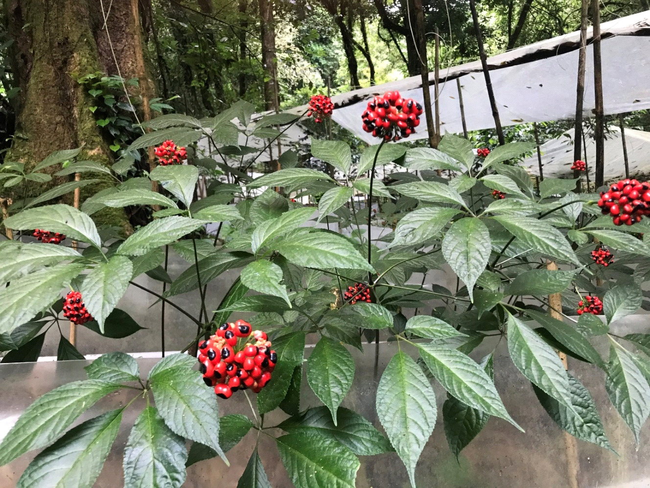 Ký ức 9 giờ sáng và chuyến hành trình tìm thấy sâm Ngọc Linh 53 năm trước