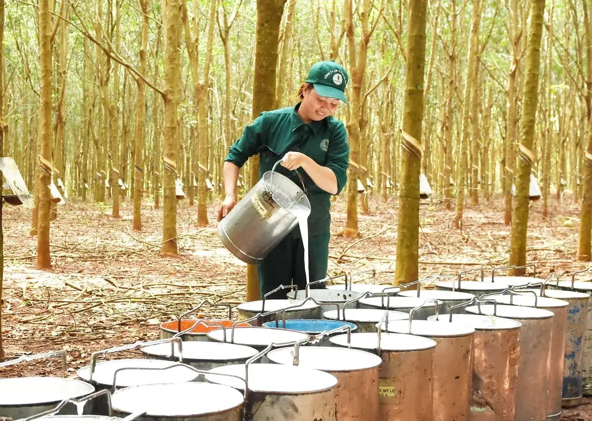 Ngành cao su hướng tới sản phẩm đạt chuẩn EUDR