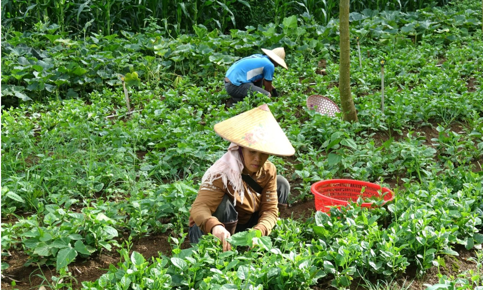 Từ nông nghiệp truyền thống đến hệ sinh thái thực phẩm sạch