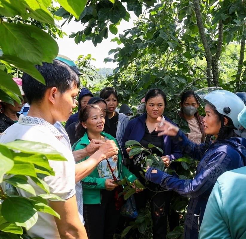 Đánh thức giá trị du lịch từ vùng hồng đặc sản Lạng Sơn