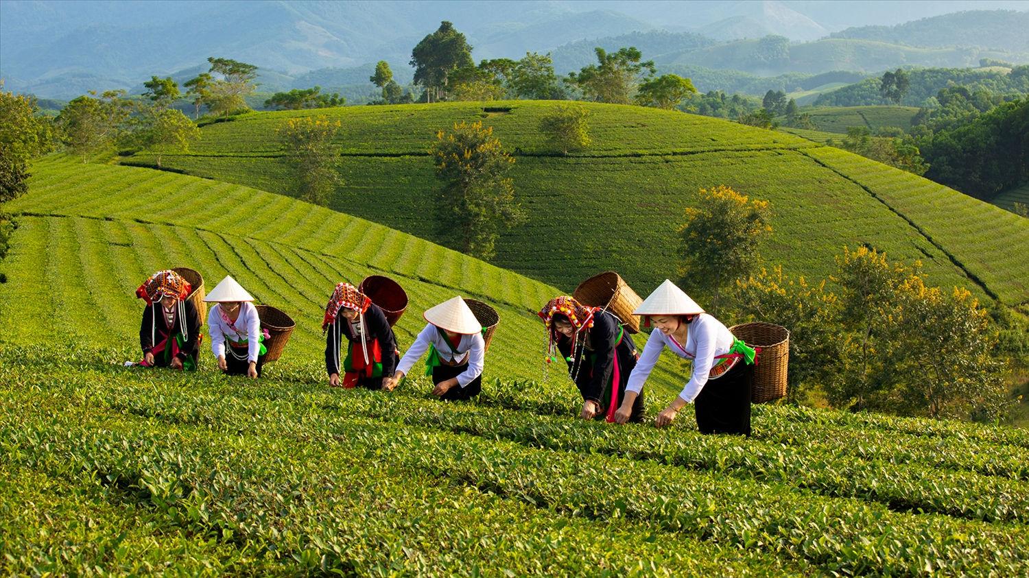 Phú Thọ nâng chuẩn chè, chinh phục những thị trường khó tính Phú Thọ nâng chuẩn chè, chinh phục những thị trường khó tính